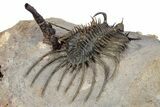 Alien-Looking Quadrops Trilobite - Top Quality Specimen #356938-3